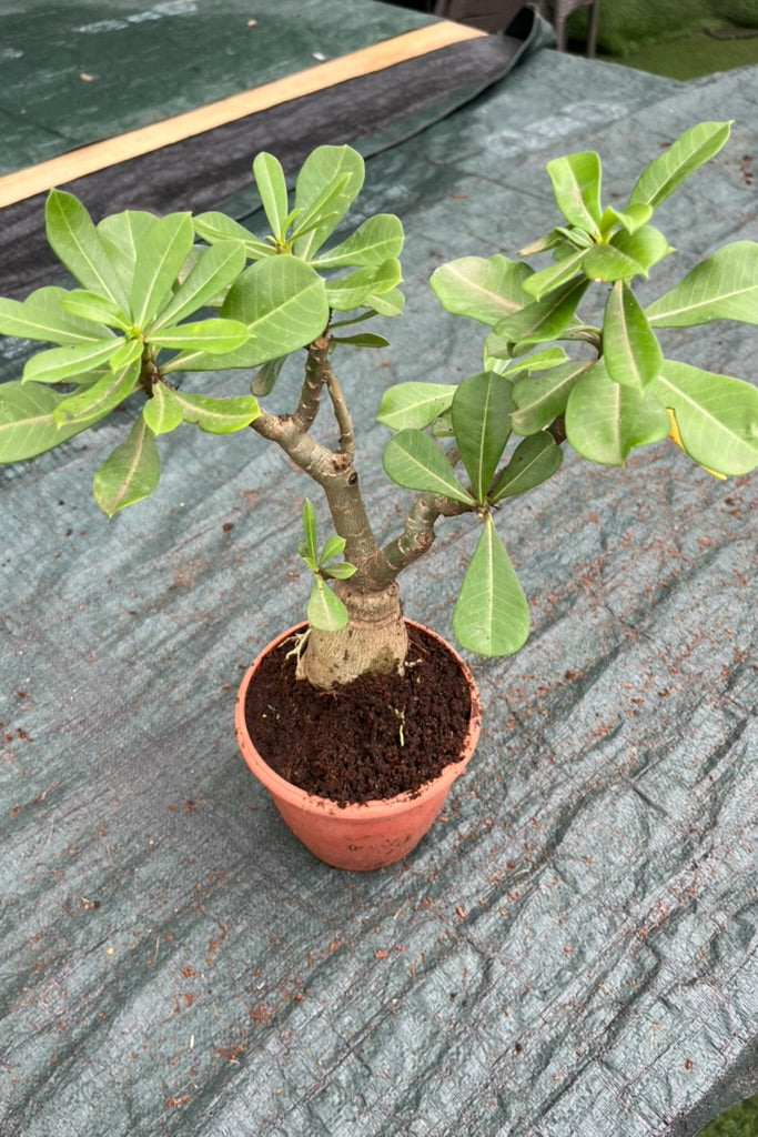 Adenium (Desert Rose)