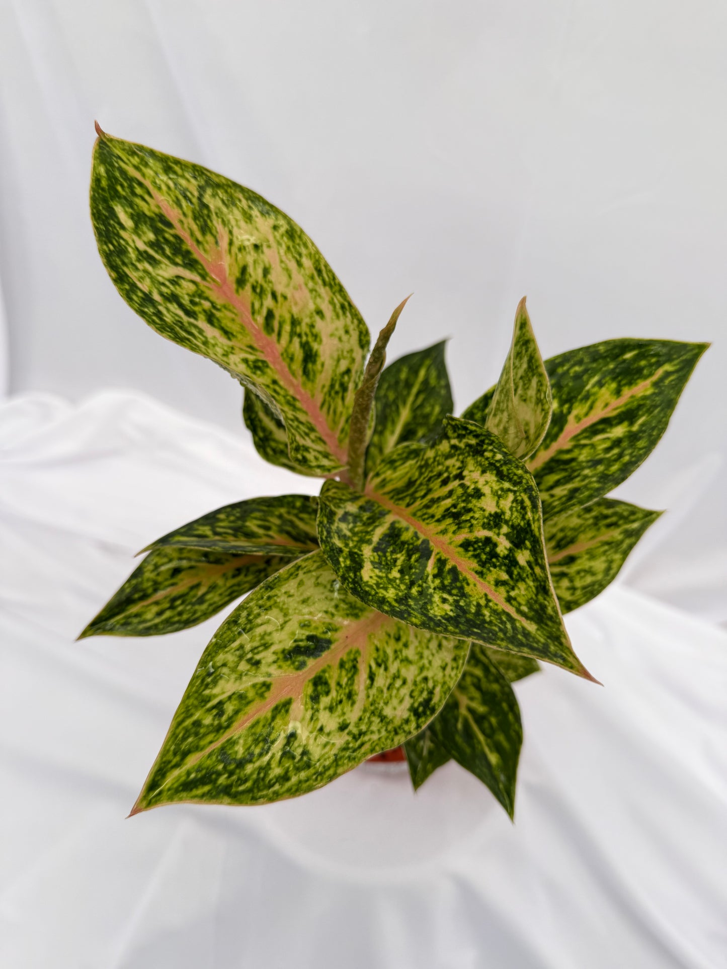 Aglaonema Chinese Evergreen