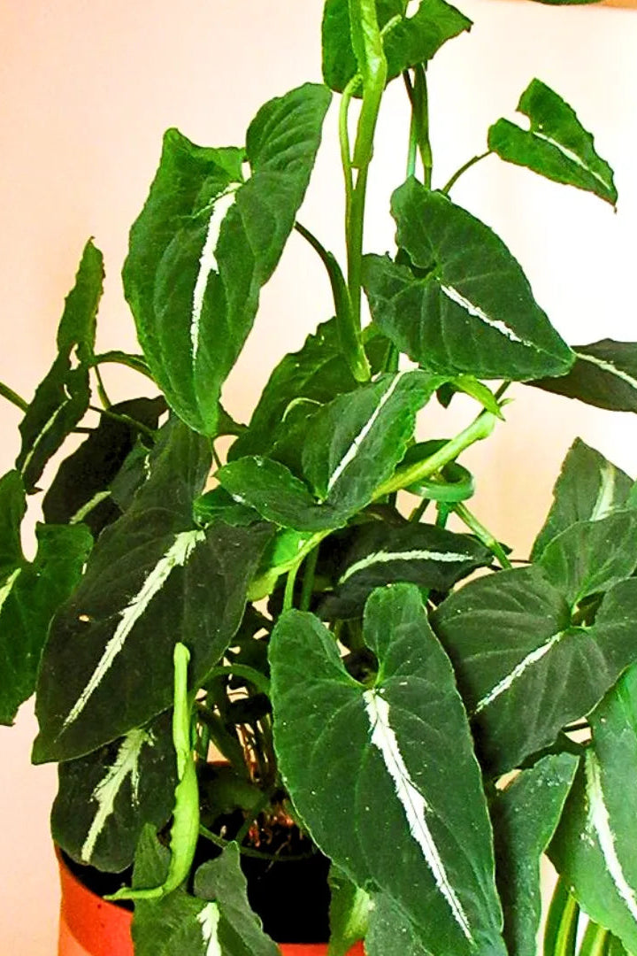 Syngonium Wendlandi