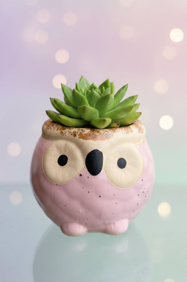 Owl Planter