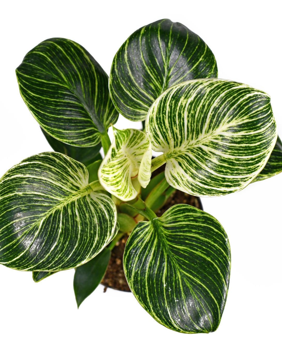 Philodendron Birkin