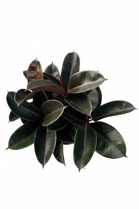 Rubber Plant Black- L
