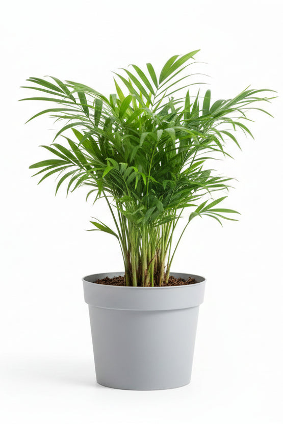 Bamboo Palm