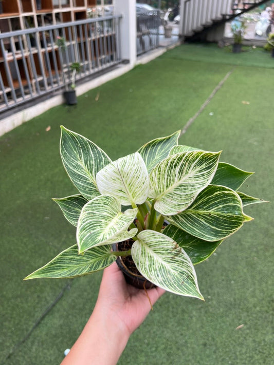 Philodendron Birkin