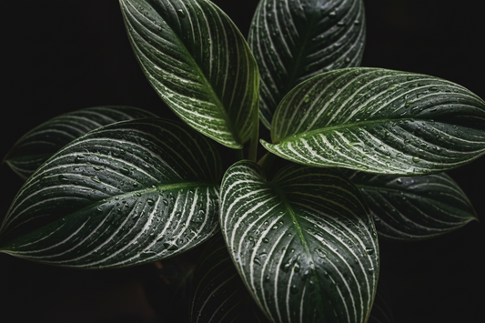 Philodendron Birkin