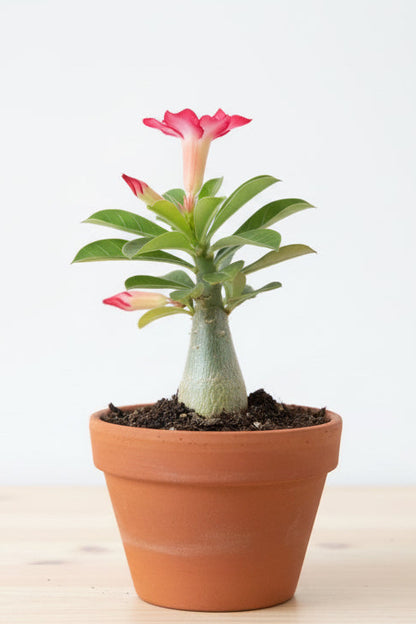 Adenium (Desert Rose)
