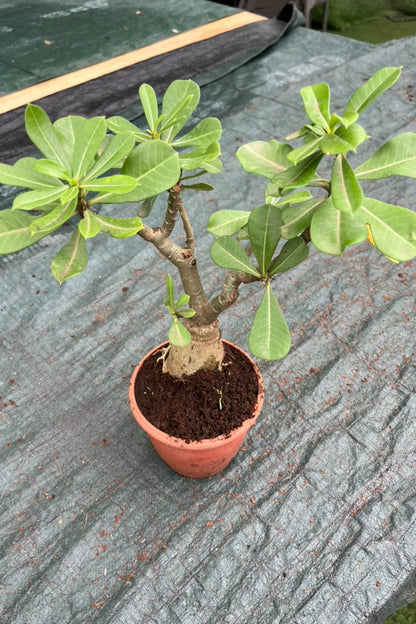 Adenium (Desert Rose)