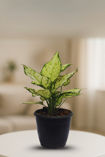 Aglaonema Snow White