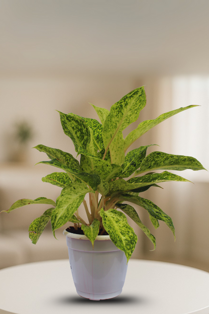 ⁠Aglaonema Lemon Green