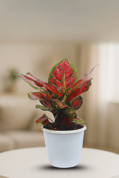 ⁠ ⁠Aglaonema Red