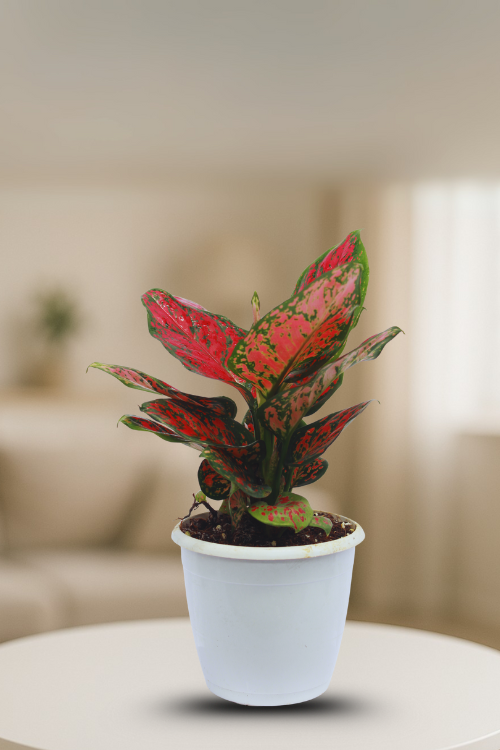 ⁠ ⁠Aglaonema Red