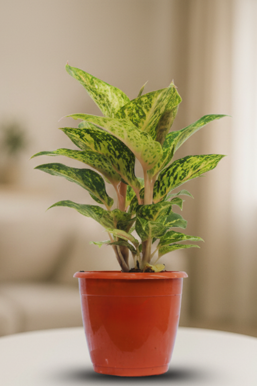 Aglaonema Chinese Evergreen