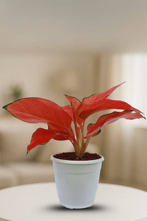 Aglaonema Red