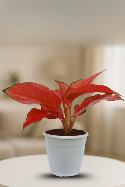 Aglaonema Red