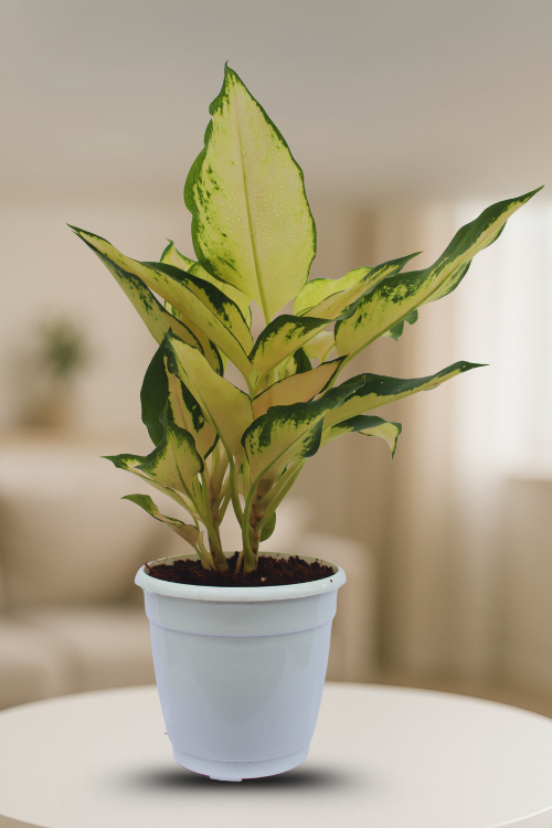 ⁠Aglaonema Snow White