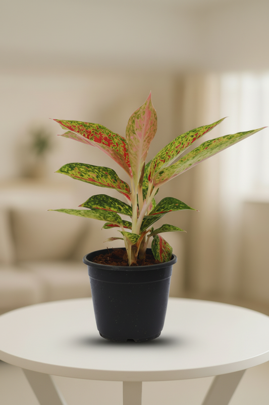 Aglaonema Siam Aurora