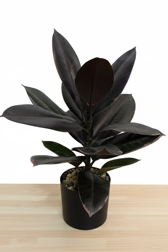 Rubber Plant Black- L