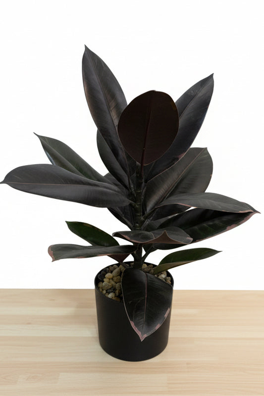 Rubber Plant Black- L