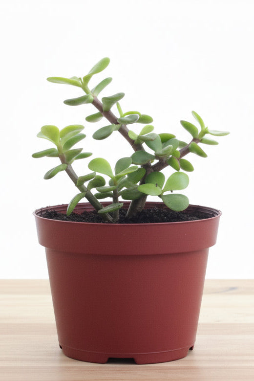 Jade Plant