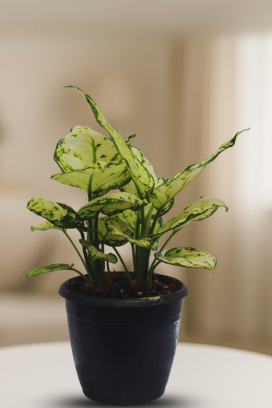Aglaonema Snow White