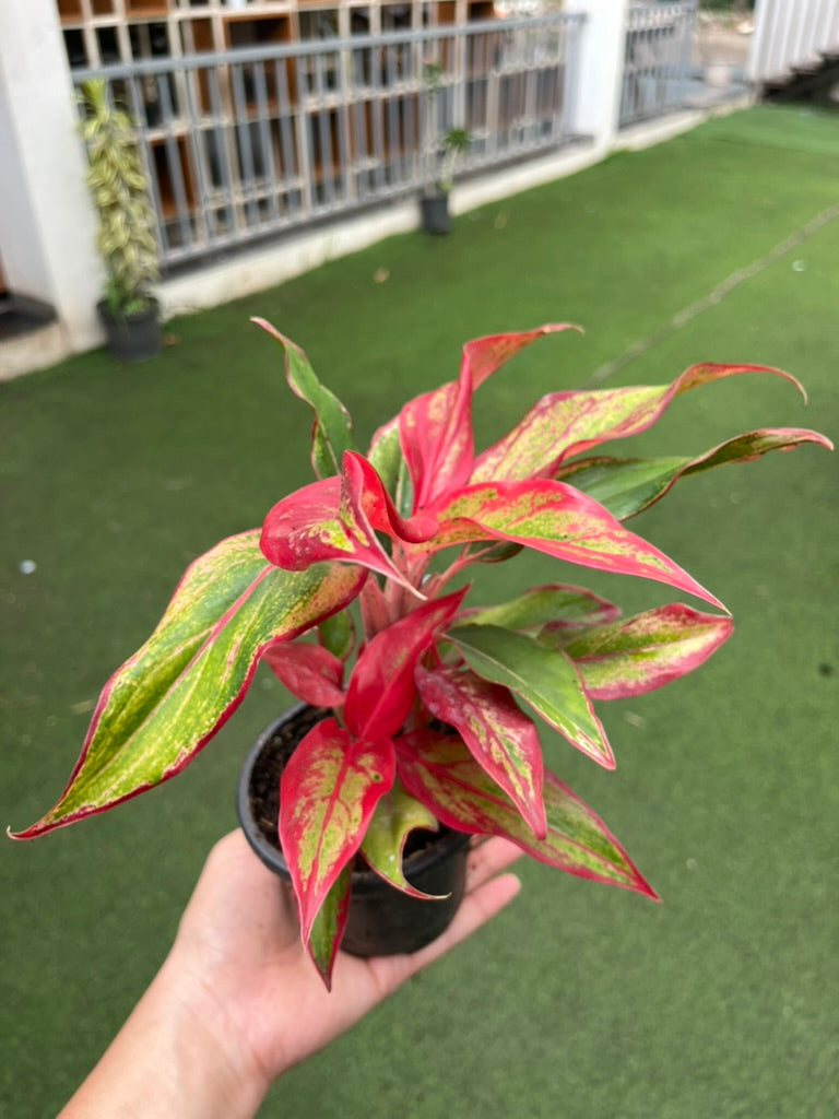 Aglaonema Red Lipstick
