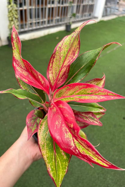 Aglaonema Red Lipstick