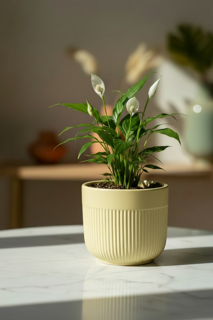 Ceramic Planters- Pack of 2
