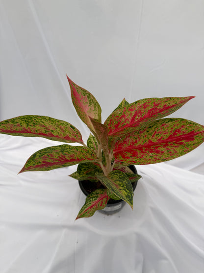 Aglaonema Siam Aurora