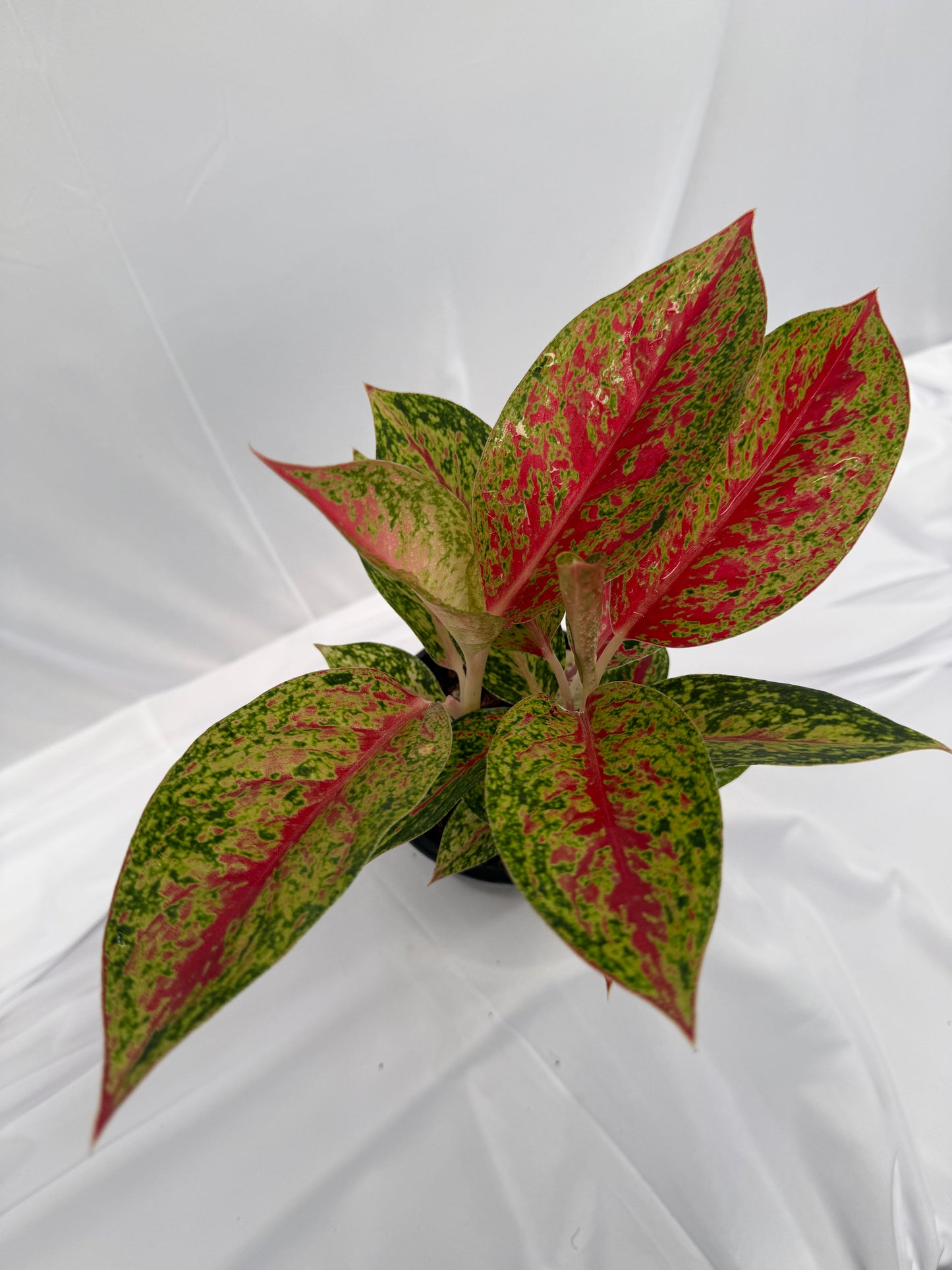 Aglaonema Siam Aurora
