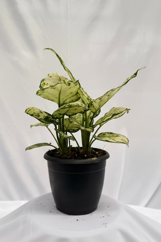Aglaonema Snow White