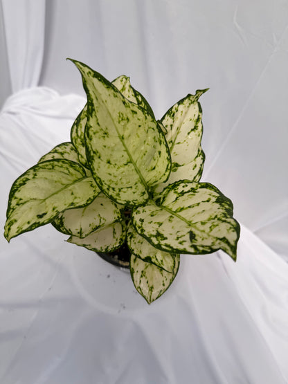 Aglaonema Snow White
