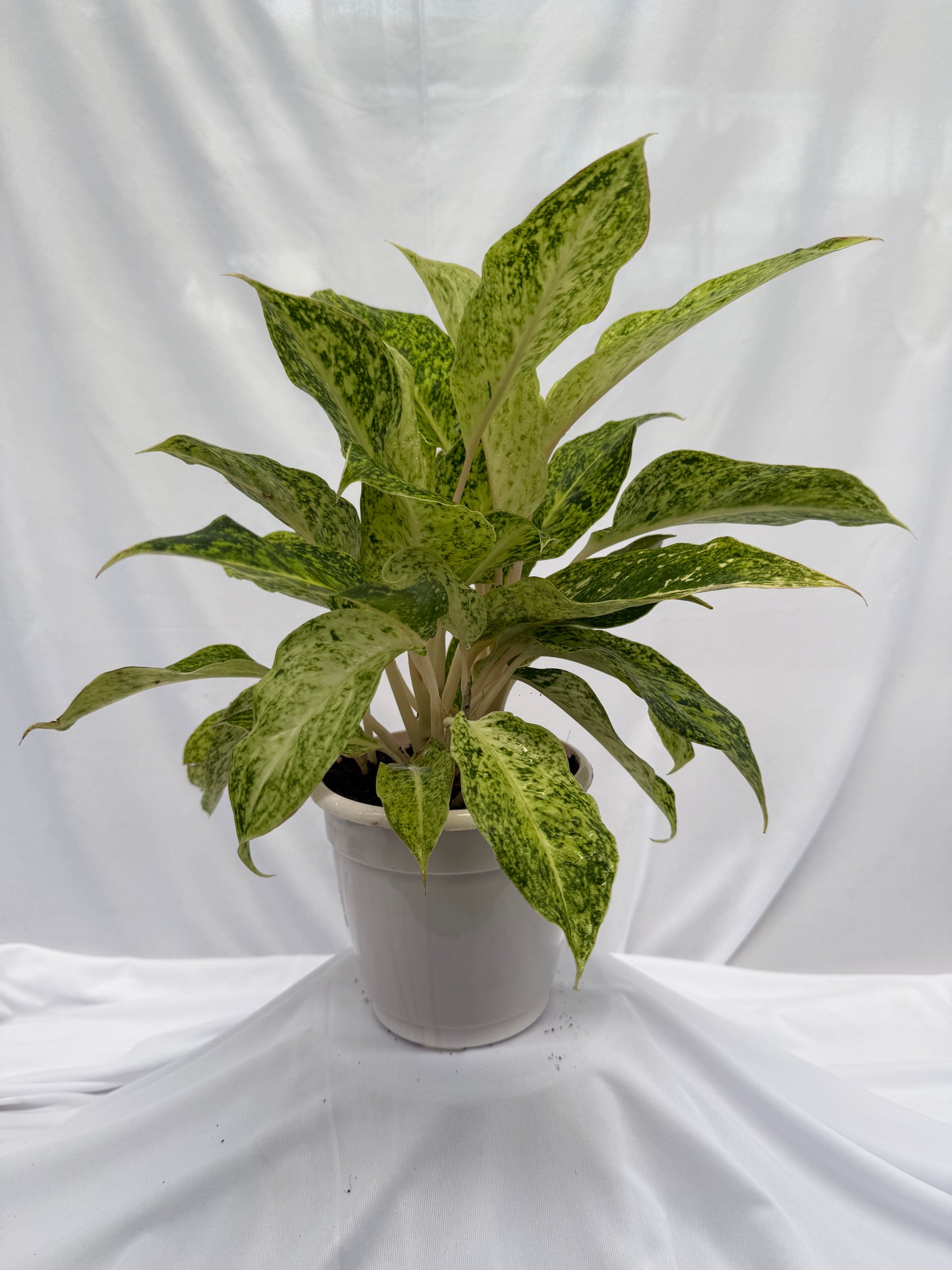 ⁠Aglaonema Lemon Green