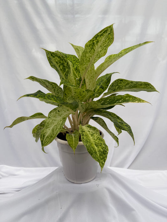 ⁠Aglaonema White Legacy
