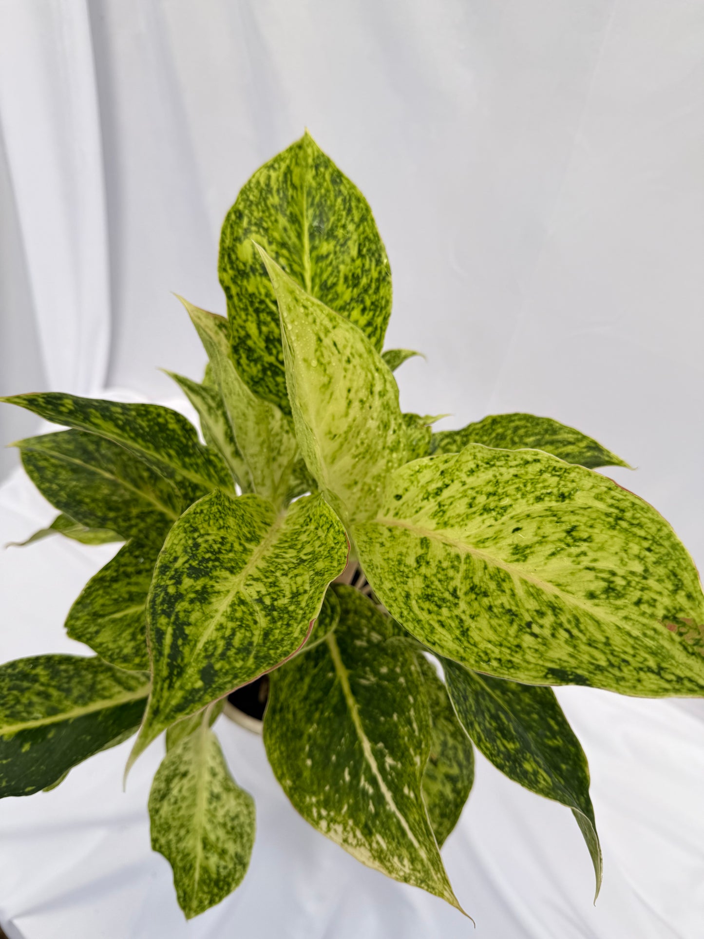 ⁠Aglaonema Lemon Green