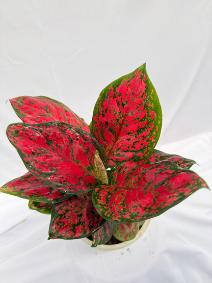 ⁠ ⁠Aglaonema Red