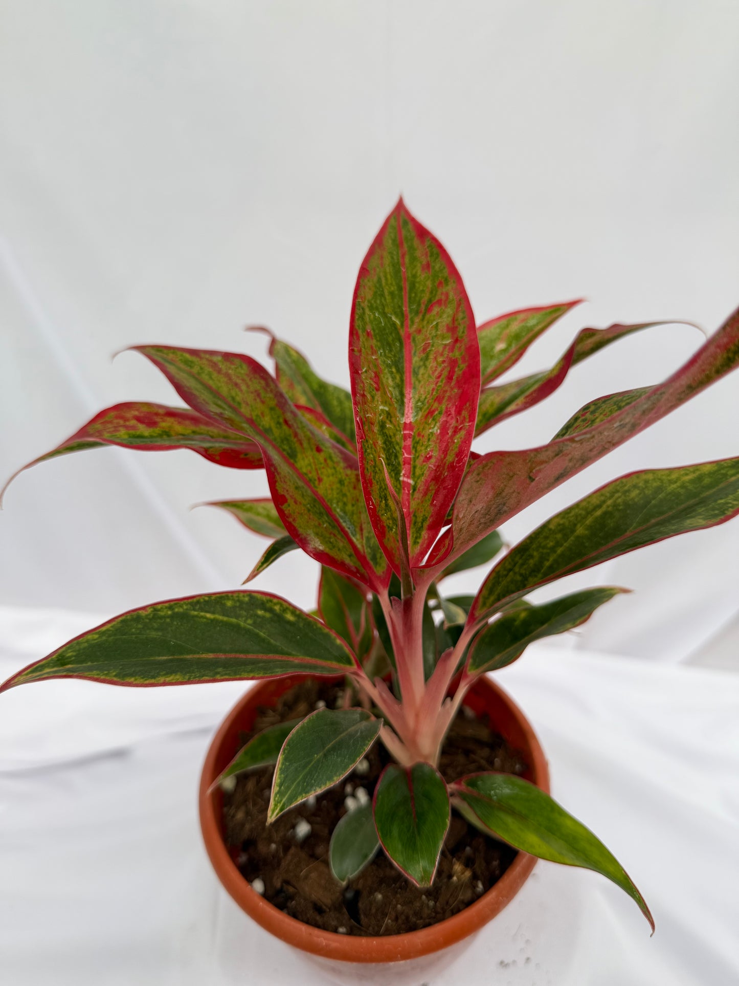 Aglaonema Lipstick
