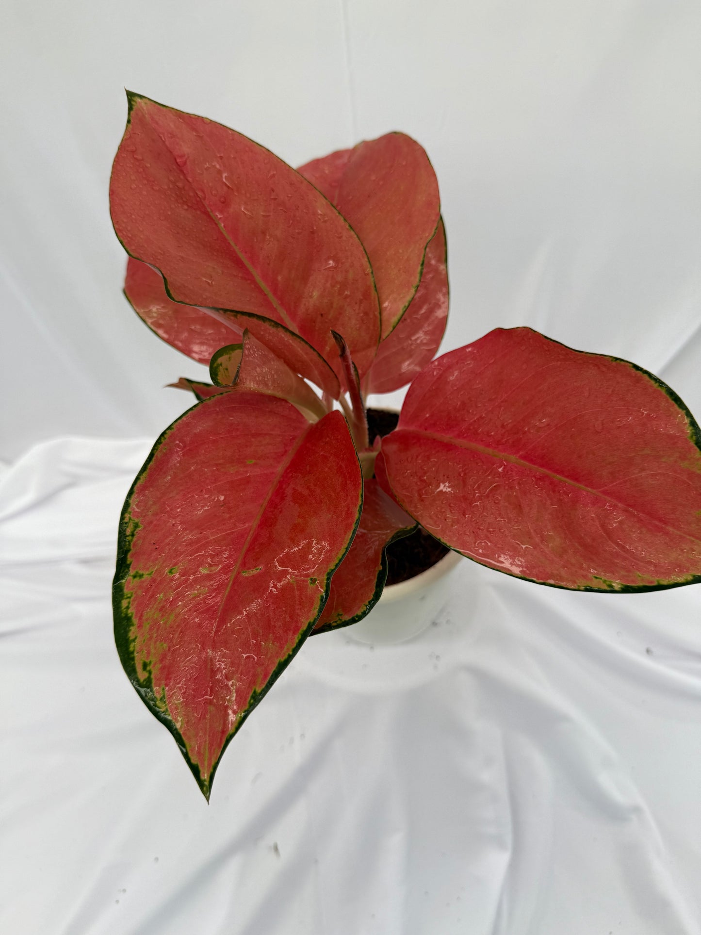Aglaonema Red