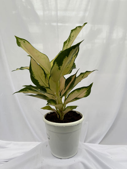 ⁠Aglaonema Snow White