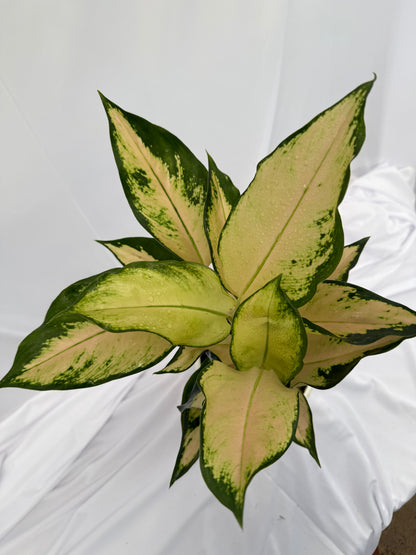 ⁠Aglaonema Snow White