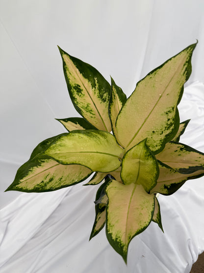 ⁠Aglaonema Snow White