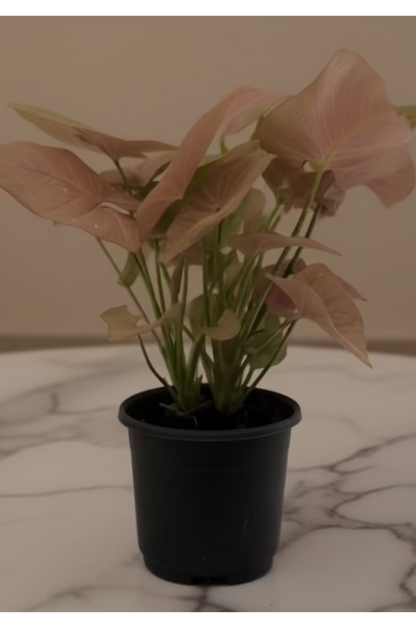 Pink Syngonium