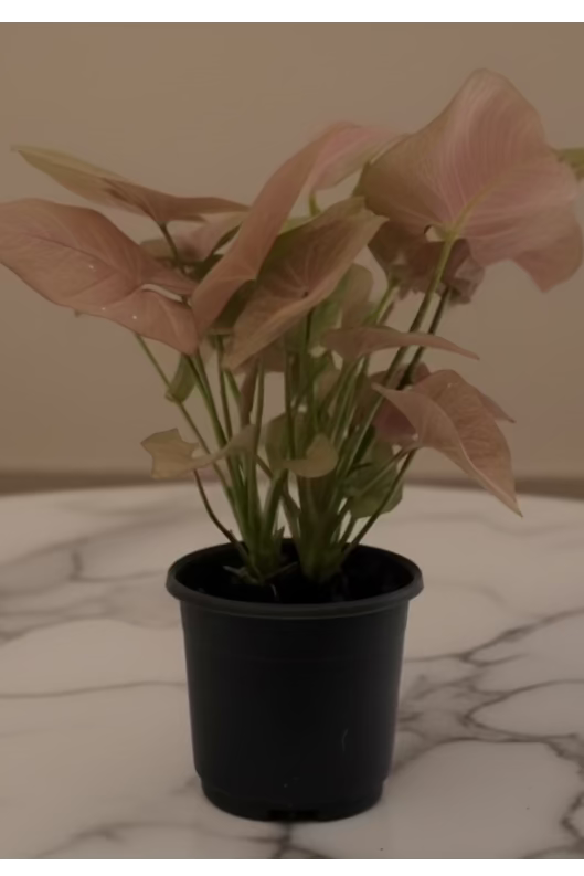 Pink Syngonium