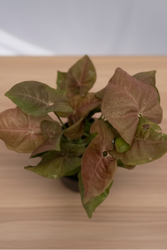 Pink Syngonium