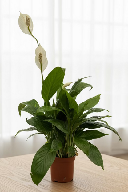 Peace Lily (Spathiphyllum)