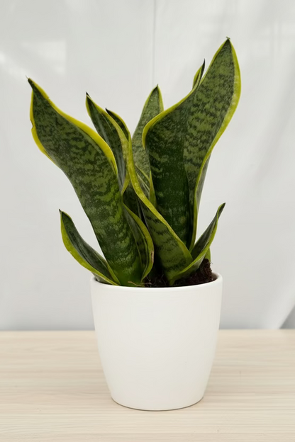 Snake Plant