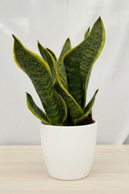 Snake Plant