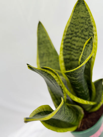 Snake Plant
