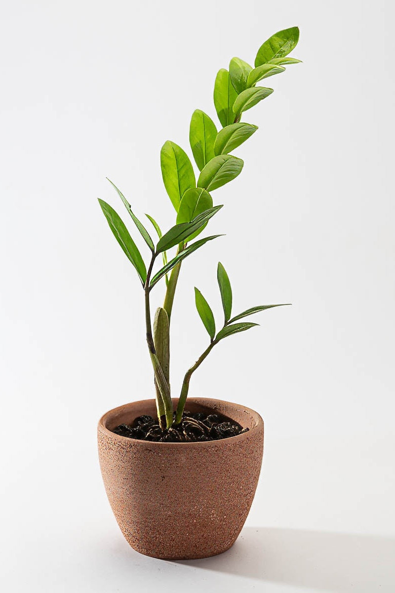 Zamia Calcus