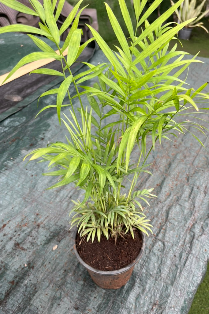 Bamboo Palm