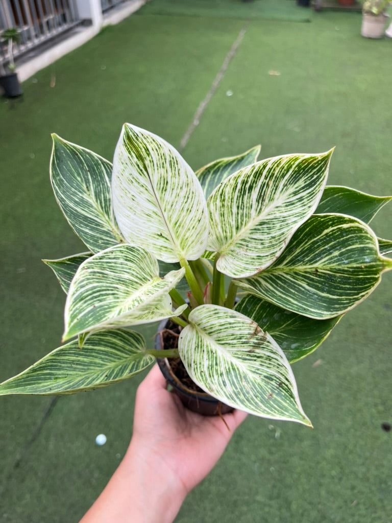 Philodendron Birkin with GroPot